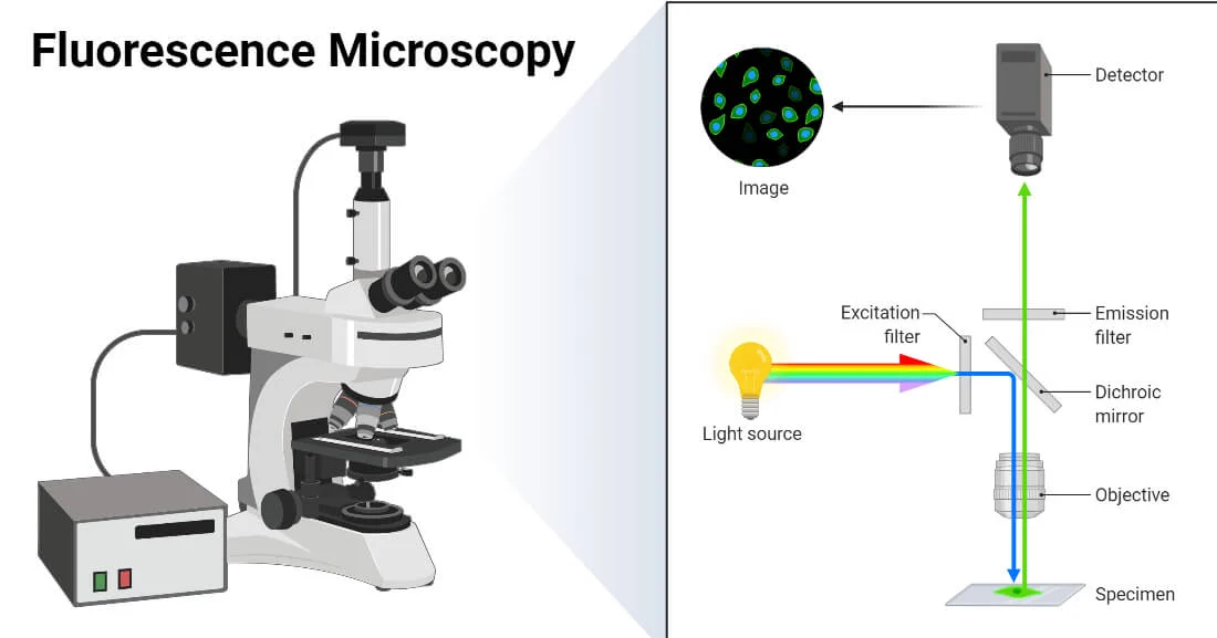 Fluorescence Microscopy